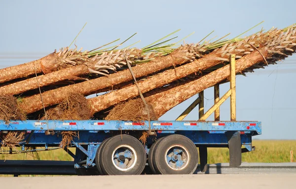 Palmy na truckbed — Zdjęcie stockowe