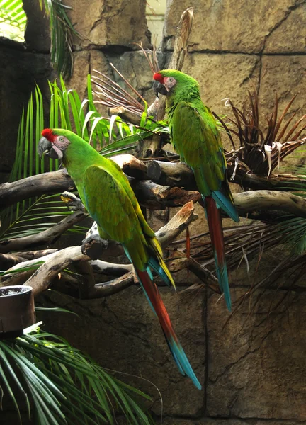Zwei grüne Papageien — Stockfoto