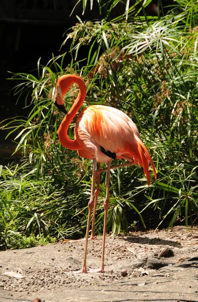 Pink flamingo — Stock Photo, Image