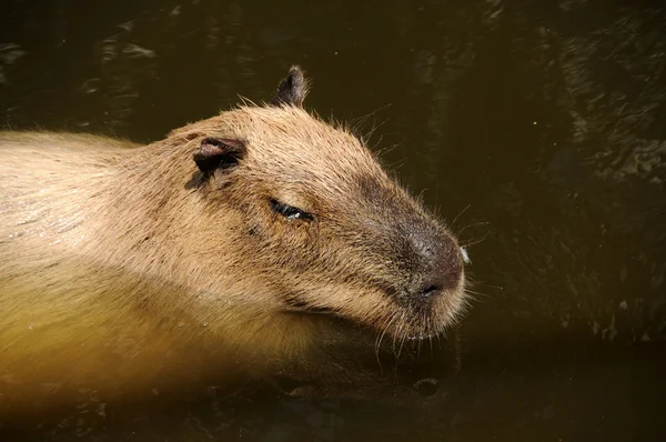 Capibara 游泳 — 图库照片