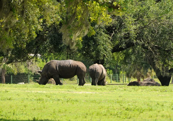 Носороги відпочиває — стокове фото