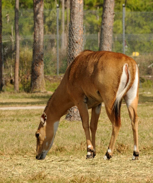 Afryki antelope — Zdjęcie stockowe