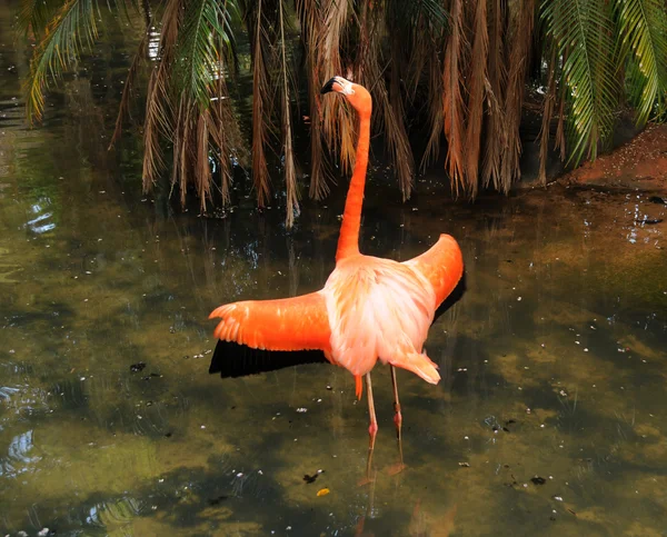 Pembe flamingo — Stok fotoğraf