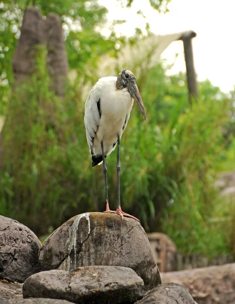 Wood stork standing — Stock Photo, Image