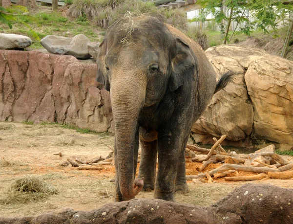 Elephant front view — Stock Photo, Image