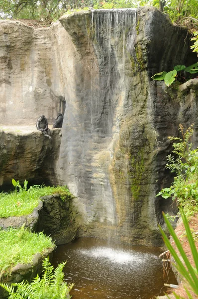 Två schimpanser av ett vattenfall — Stockfoto