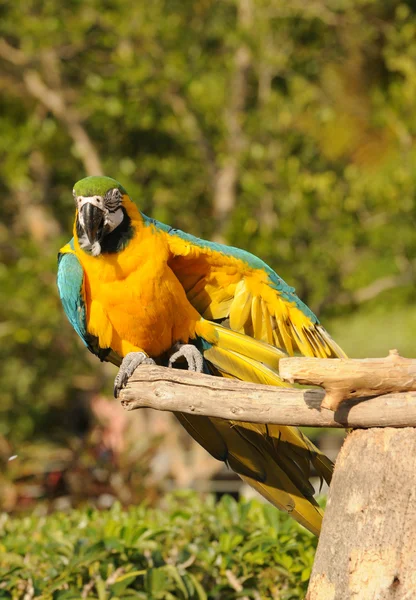 Exotischer Papagei — Stockfoto