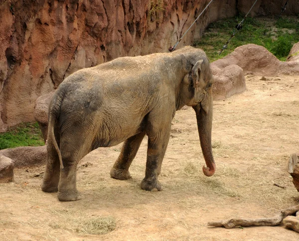 아프리카 코끼리 — 스톡 사진