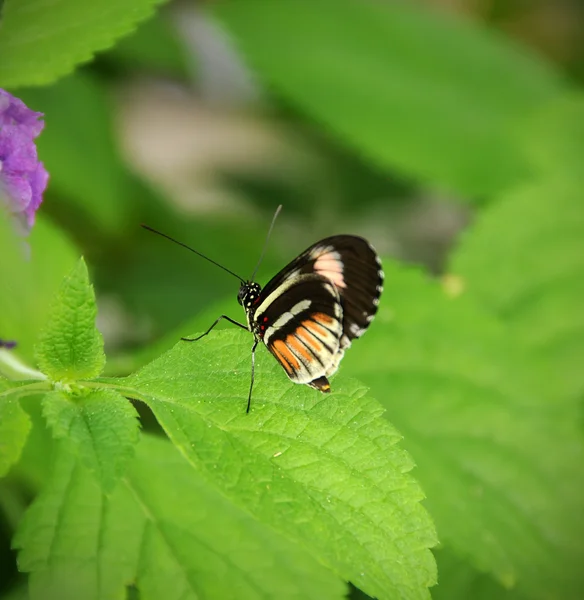 Vlinder op een blad — Stockfoto