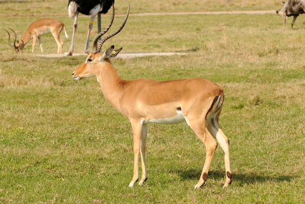Wild antelope — Stockfoto