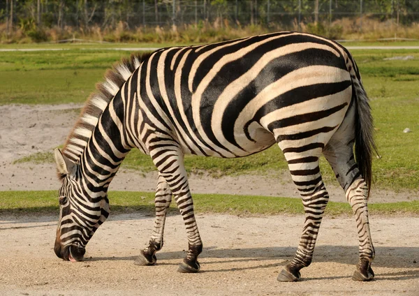 Dzika zebra — Zdjęcie stockowe