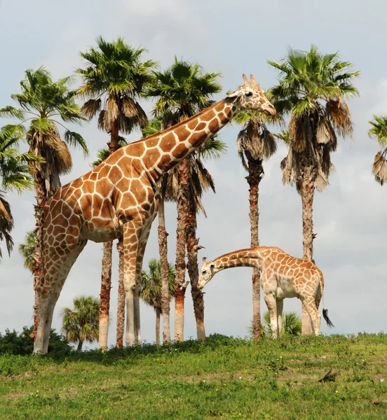 Dzika żyrafa — Zdjęcie stockowe