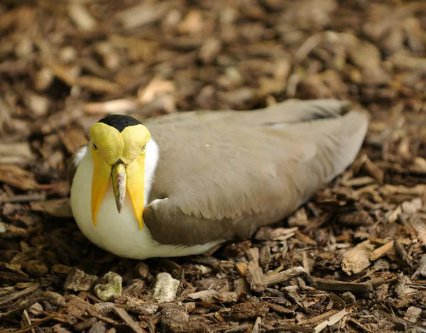 Птичье гнездо — стоковое фото