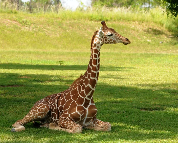 Молодий giraffe — стокове фото