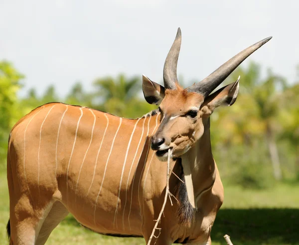 Африканская антилопа — стоковое фото