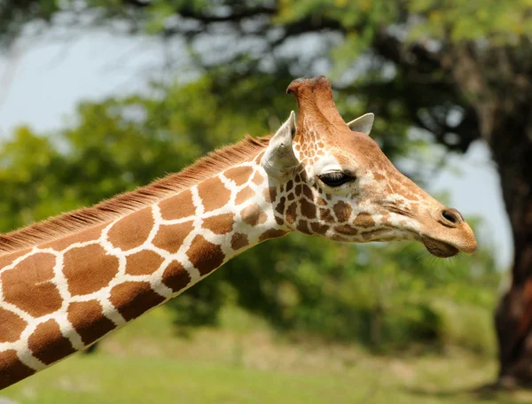 Голова жирафа — стоковое фото
