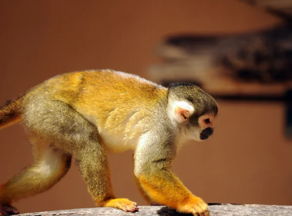 Squirrel monkey — ストック写真