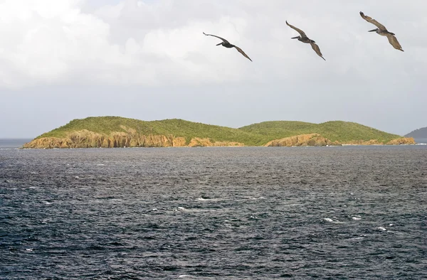 Pelicanos em estado selvagem — Fotografia de Stock