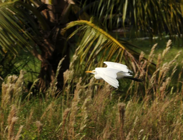 Egret i naturen — Stockfoto