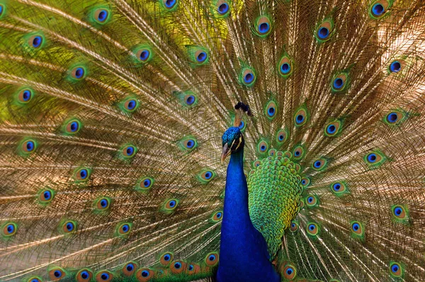 stock image Male peacock