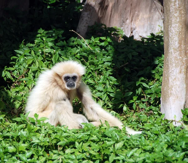 Vahşi gibbon — Stok fotoğraf