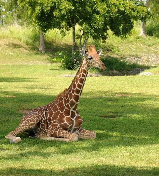 Giraffa a riposo — Foto Stock