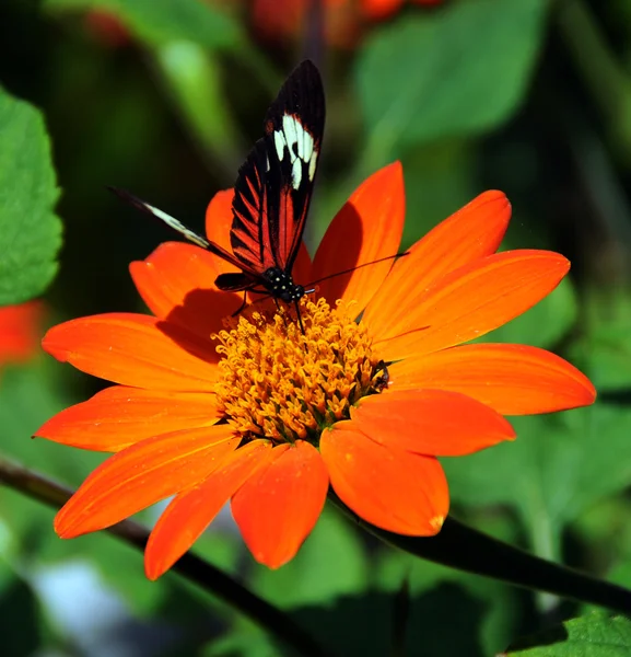 Borboleta em uma flor — Fotografia de Stock
