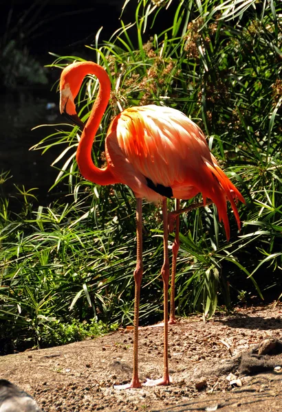 Exotické flamingo — Stock fotografie