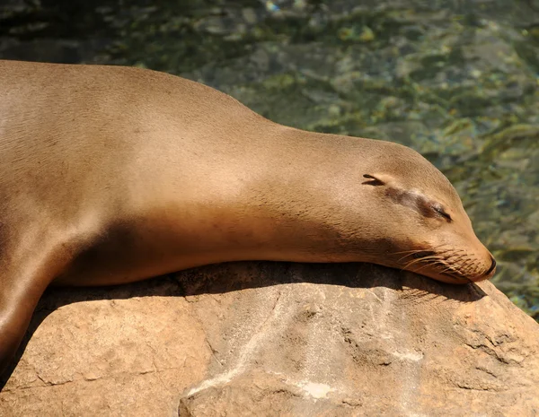 Sleeping seal — Stock Photo, Image