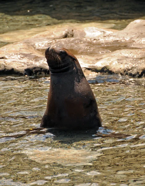 Wild seal — Stock Photo, Image