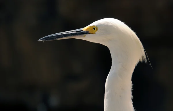 Snowy egret — Stockfoto