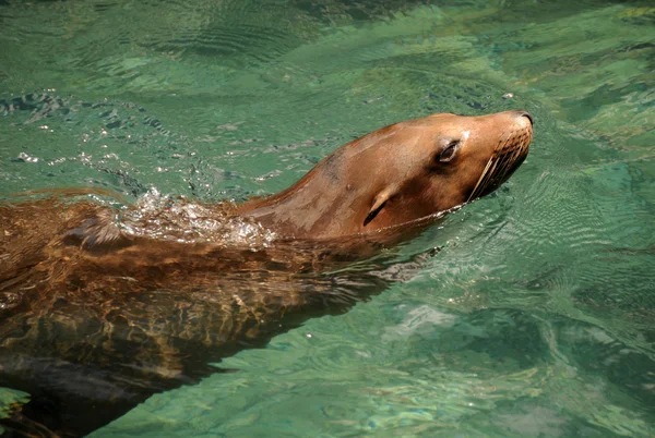 Sea lion — Stock Photo, Image