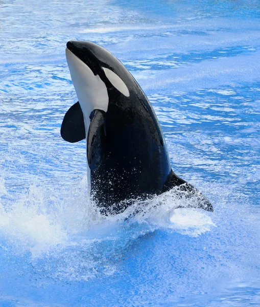 Velryba zabijácká — Stock fotografie