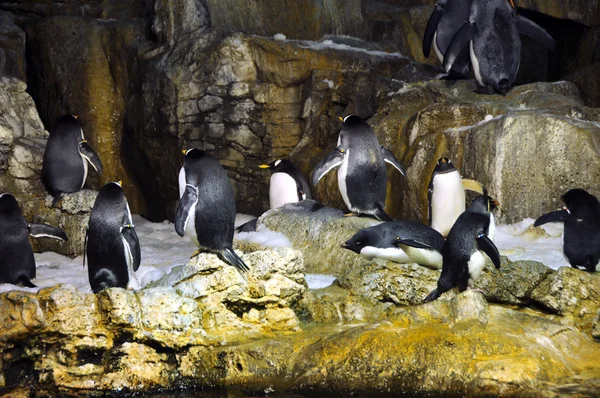 Grupo de pingüinos —  Fotos de Stock