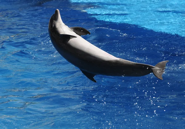 Дельфін стрибки — стокове фото
