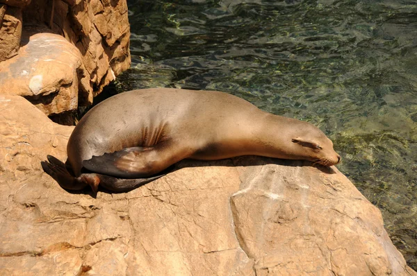 Seal on a rock — Stock Photo, Image