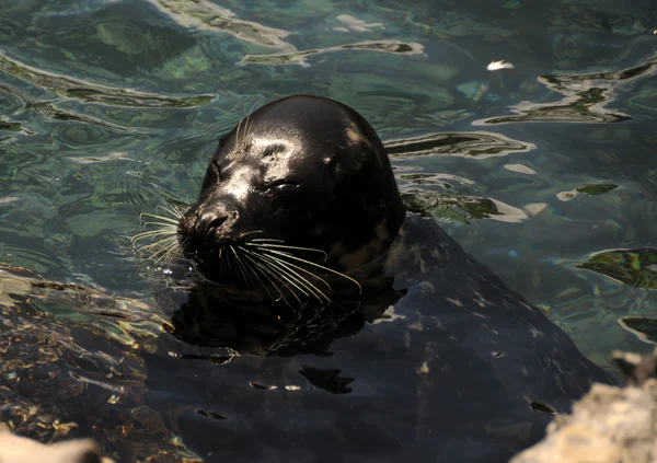 Black seal — Stock Photo, Image