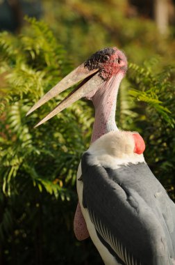 Marabou stork clipart