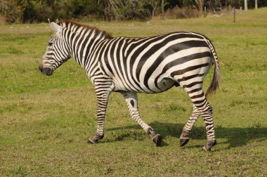 Zebra