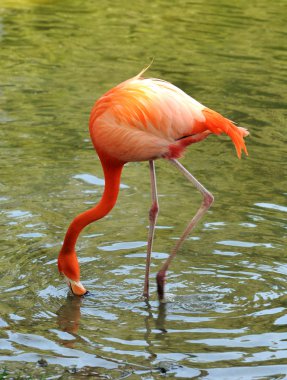 Flamingo