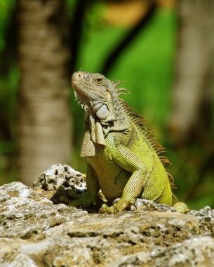 Yeşil iguana