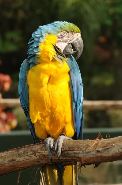 Экзотический попугай — стоковое фото