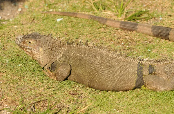 Iguana grande — Fotografia de Stock