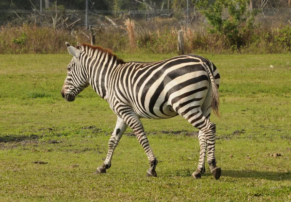 Zebra selvagem — Fotografia de Stock