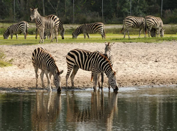 Zebre selvatiche — Foto Stock