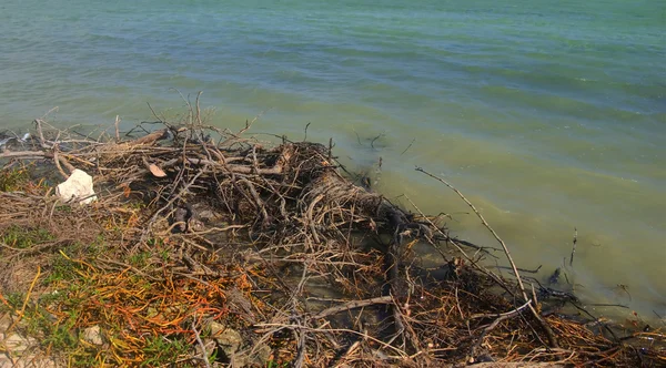 Ramos secos ao lado do lago — Fotografia de Stock