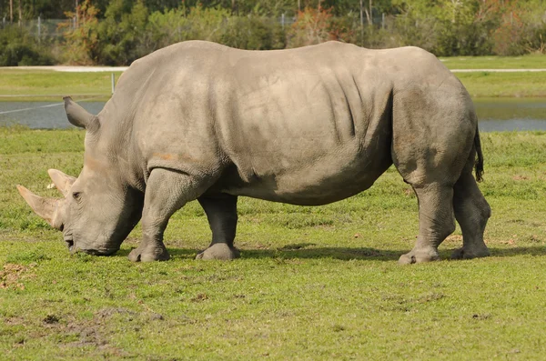 Rhino — Stockfoto