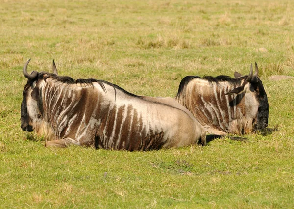 Antilopes au repos — Photo