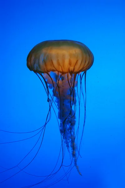 Medúzy v oceánu — Stock fotografie