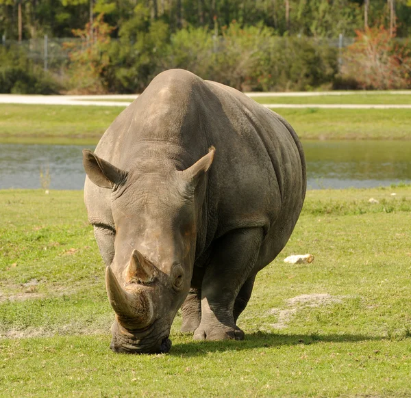 Wiid носоріг — стокове фото